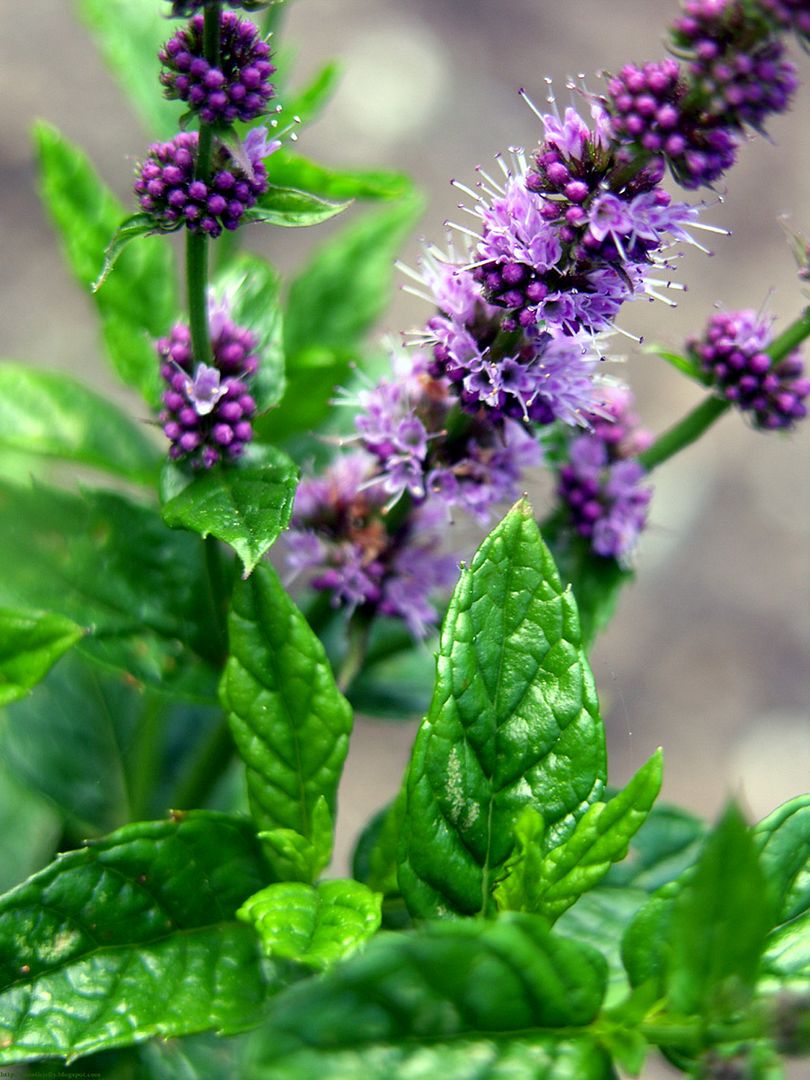 hokum mint flowers